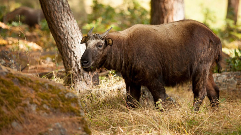 Motithang Takin Preserve images