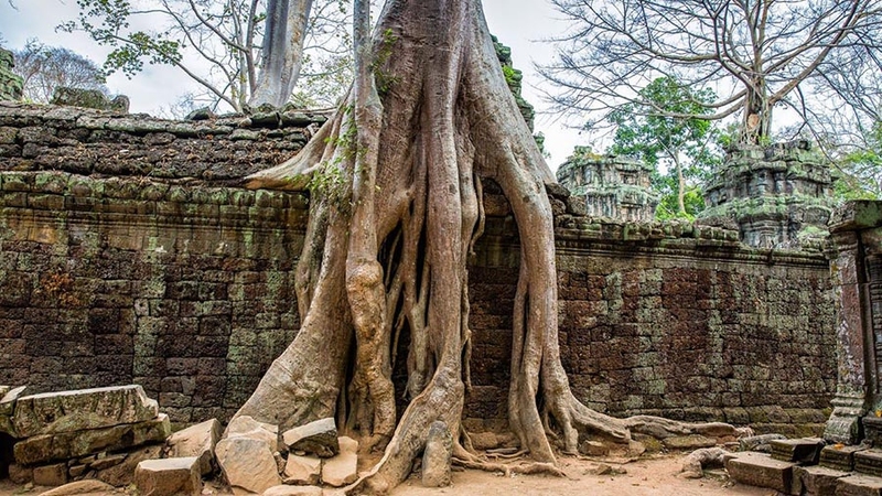 Ta Prohm Temple images