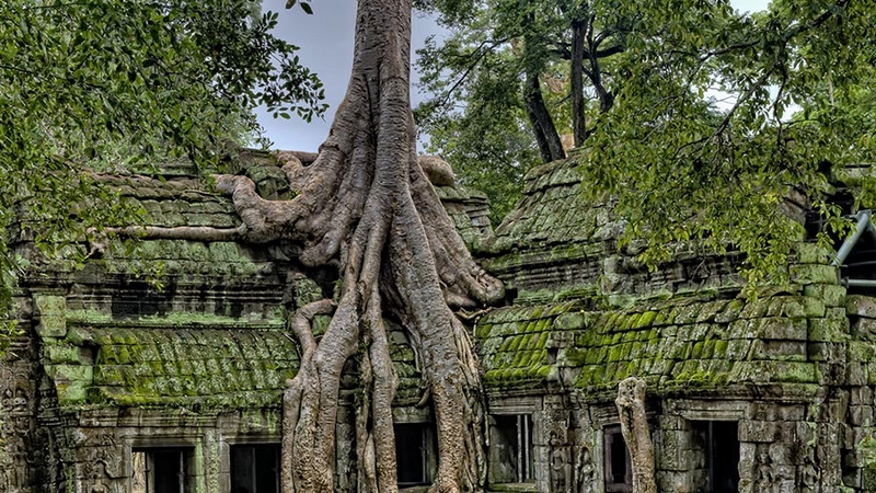 Ta Prohm Temple images