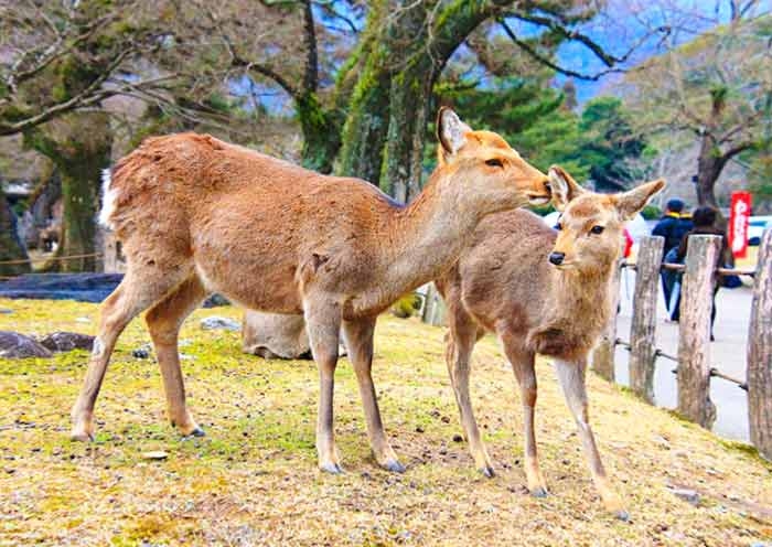 Nara Park images