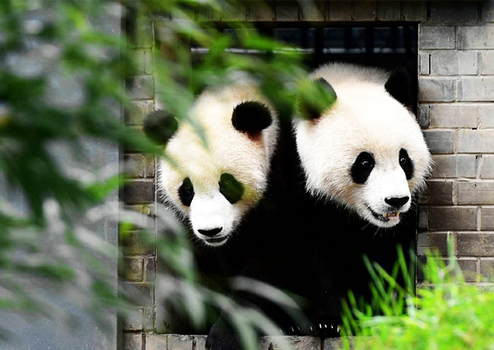 pandas images