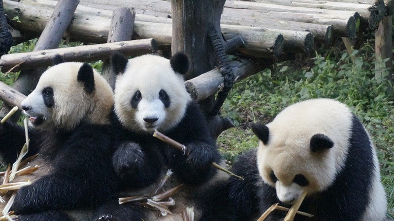 Chengdu Research Base of Giant Panda Breeding images