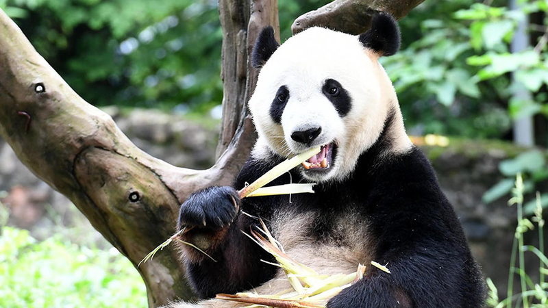 Chengdu Research Base of Giant Panda Breeding images