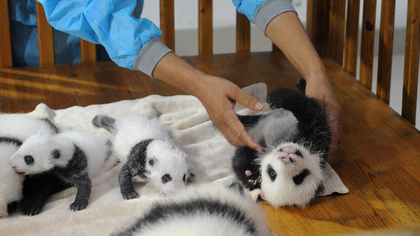 interact with panda during chengdu tour