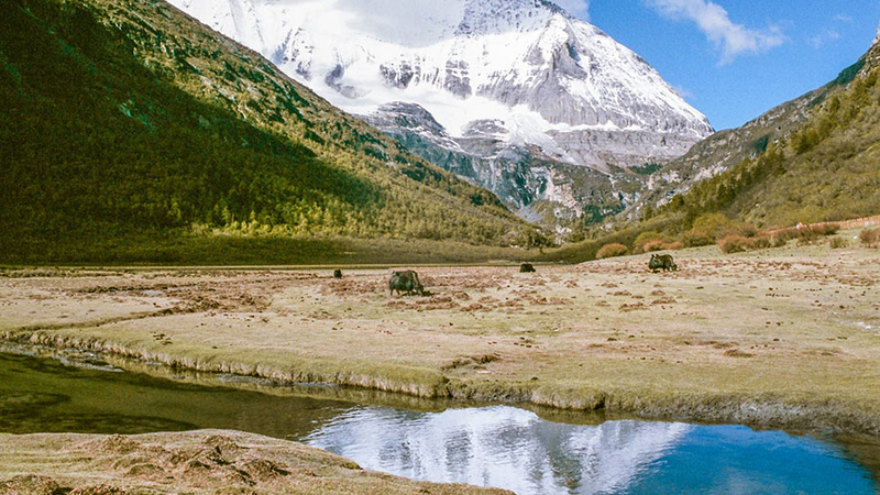 Yading Nature Reserve  images