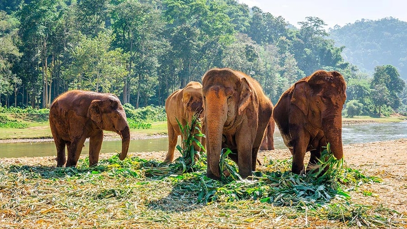 Elephant Nature Park images