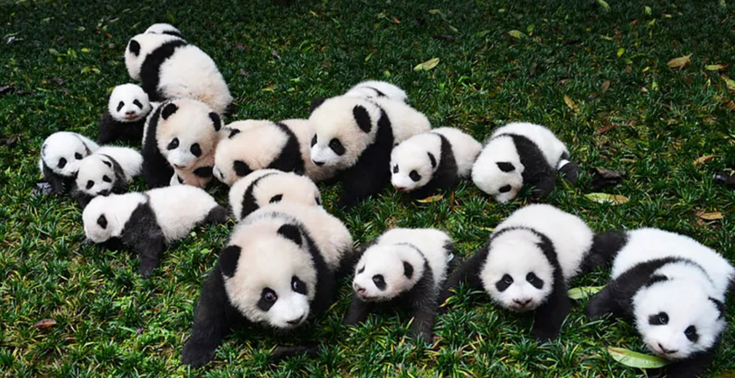 pandas